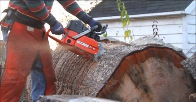 Ağaç yerine elini kesti