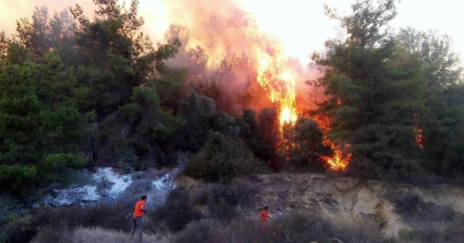 Ağaçlar son anda kurtuldu