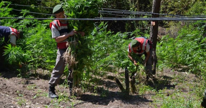 Alanya'da esrar ve Hint keneviri operasyonu