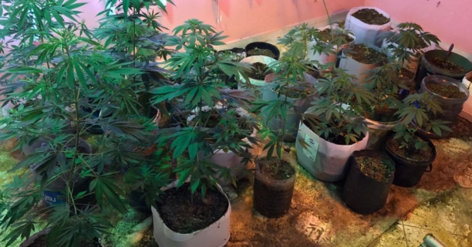 Apartman dairesinde uyuşturucu fabrikası