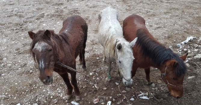 At kesimine jandarma baskını 