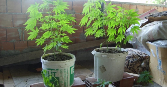 Balkonda hint keneviri yetiştiren kadın yakalandı