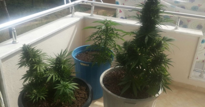 Balkonda hint keneviri ile yakalandı 