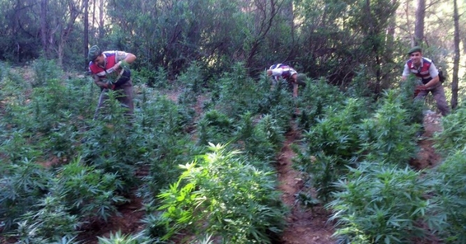  Bin 476 kök kenevir ele geçirildi