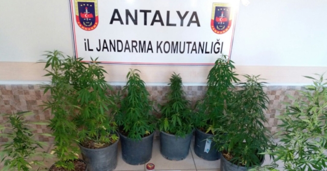 Çiçek saksısında kenevir