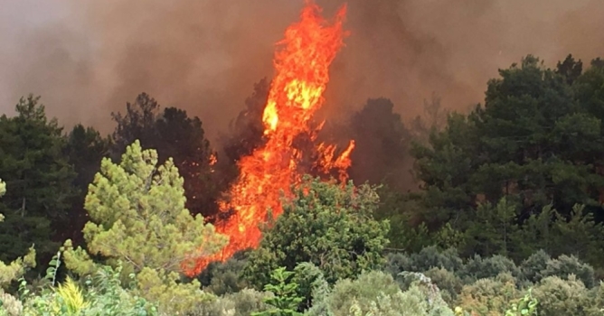 Çiğerlerimiz yandı