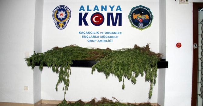 Dere yatağına kenevir baskını