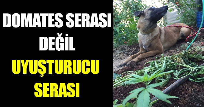 Domates serası degil Uyuşturucu serası