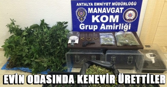 Evin Odasında Kenevir Ürettiler