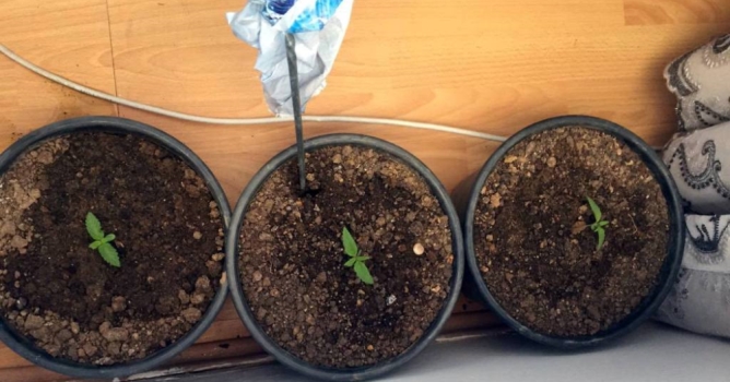 Evinde Hint keneviri yetiştiren şahıs yakalandı