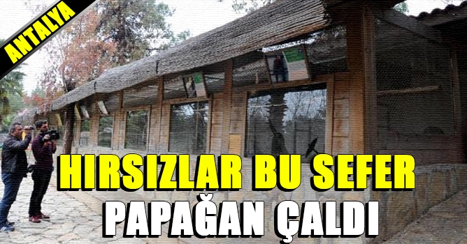 Hırsızlar Bu Sefer Papağan Çaldı