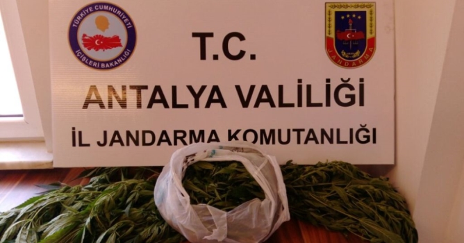 İki kişi operasyonda kenevirle yakalandı