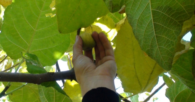 İncir toplarken öldü