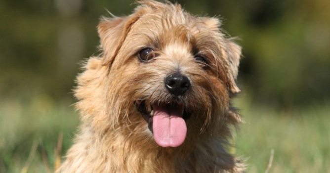 İrlandalı turisttin köpeğini çaldılar