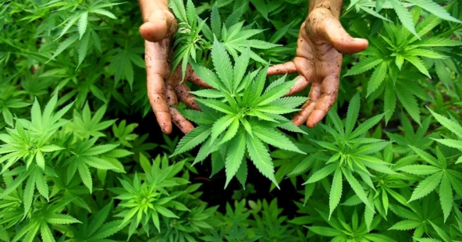 Jandarma 1478 kök kenevir ele geçirdi