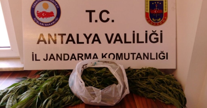 Jandarma uyuşturucuya aman vermiyor 