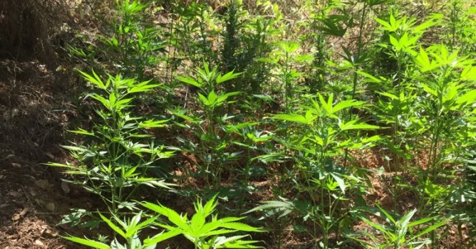 Jandarmadan esrar operasyonu