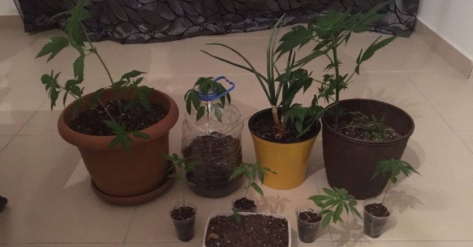 Jandarmadan 'Yeşil Kokain' operasyonu