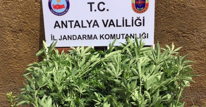 Jandarmadan kenevir operasyonu