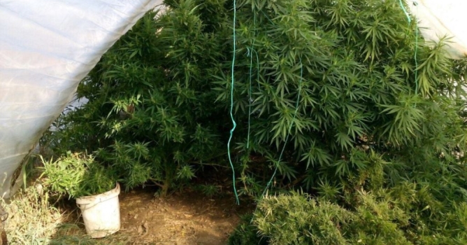 Jandarmadan kenevir operasyonu