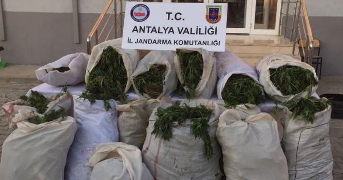 Jandarmadan şok uyuşturucu baskını 