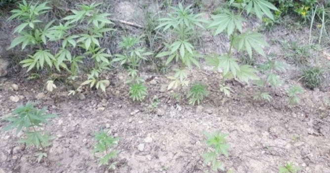 Jandarmadan uyuşturucu baskını 