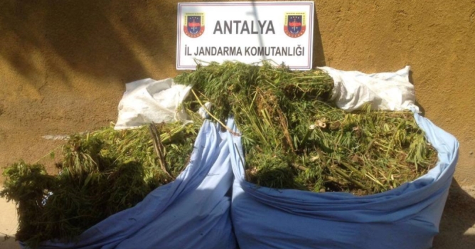 Jandarmadan uyuşturucu operasyonu