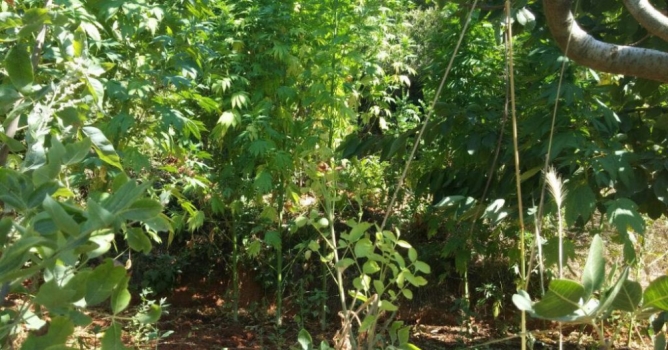 Jandarmadan uyuşturucu operasyonu