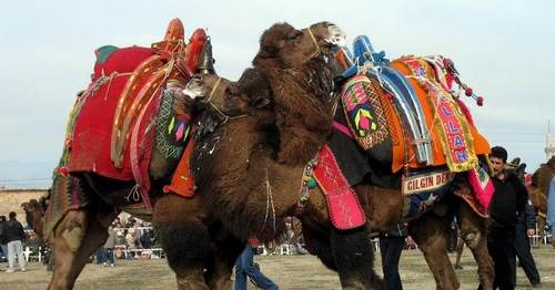 Karnaval gibi güreş