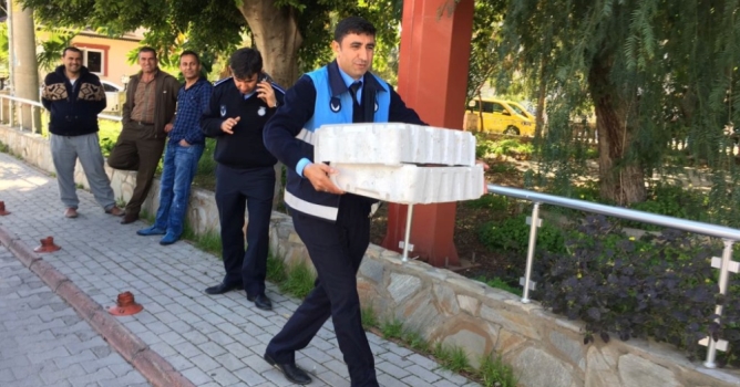 Kasadan balık çıktı 