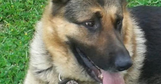 Kayıp köpek 'Behzat' aranıyor