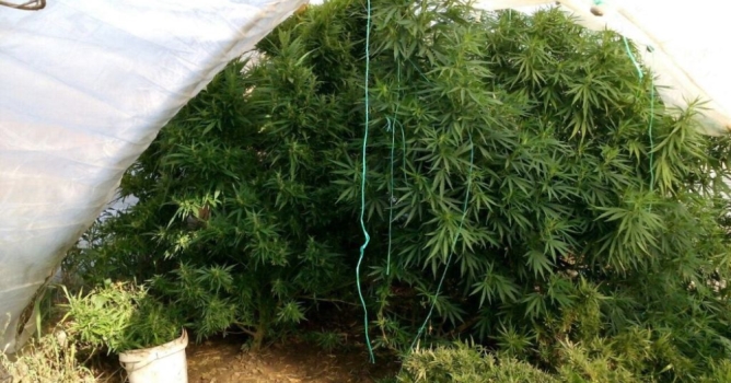 Kenevir ve tüfekle yakalanan zanlı tutuklandı 