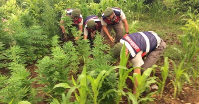 Kenevir yetiştiren karı-koca yakalandı