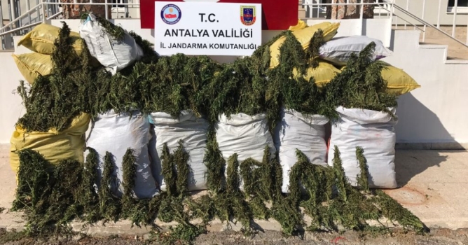  KÖKÜNÜ KURUTTULAR 