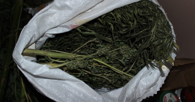 Kuş kafesinden kenevir çıktı