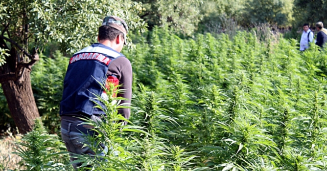 Mahmusseydi'de uyuşturucu operasyonu