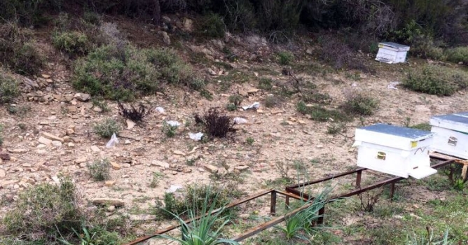 Manavgat'ta arı kovanı hırsızlığı