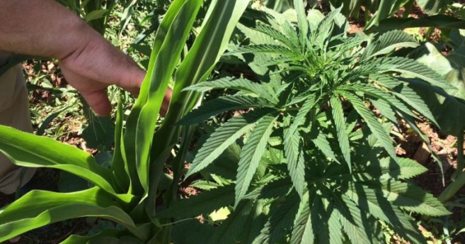 Mısır tarlasında kenevir ele geçirildi