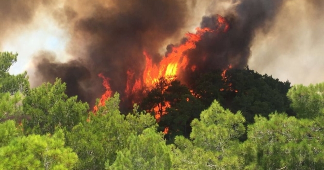 Orman yangını korkuttu!