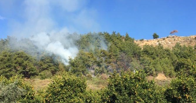 Orman yangını korkuttu 