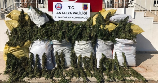 Ormanı uyuşturucu tarlasına çevirmişler 