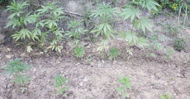 Ormanlık alanda uyuşturucu baskını