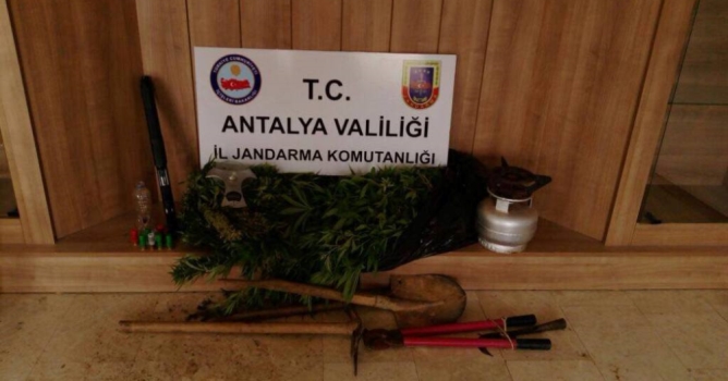 Ormanlık alanda Hint keneviri operasyonu 