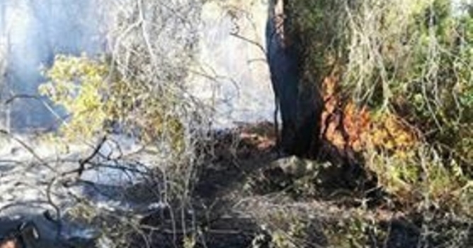 Ormanlık alanda yangın paniği 