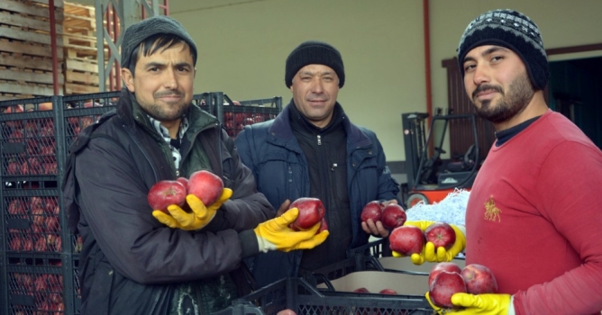 Ortadoğu'ya elma ihracatı başladı