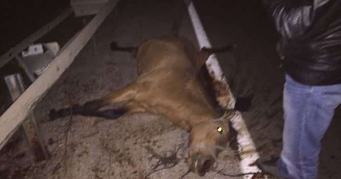 Sahipsiz ata otomobil çarptı