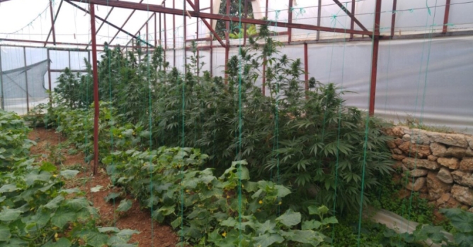 Salatalık serasında Hint keneviri operasyonu