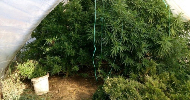 Serada kenevir ekmişler