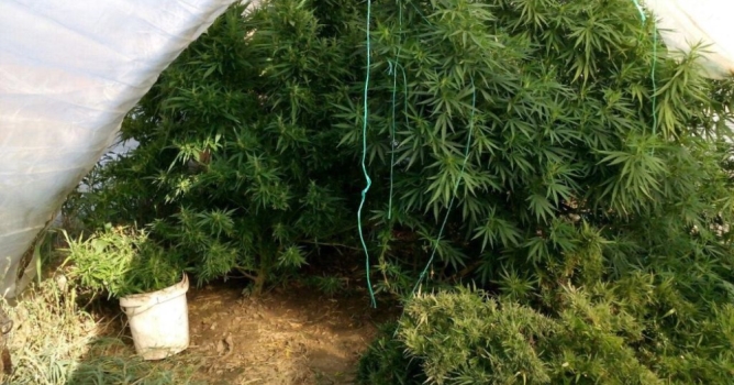 Serada kenevir evinde tüfekle yakalandı 