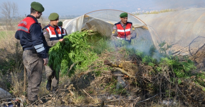 Seraya kenevir baskını
